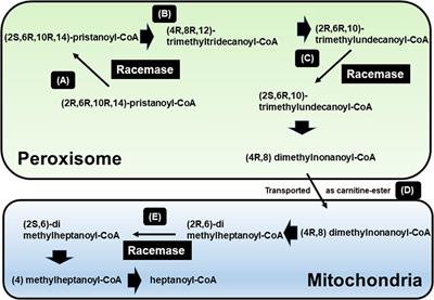 Current Knowledge on the Function of α-Methyl Acyl-CoA Racemase in Human Diseases